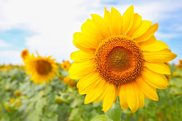 Beautiful sunflowers on the field taken in August — Stock Photo, Image