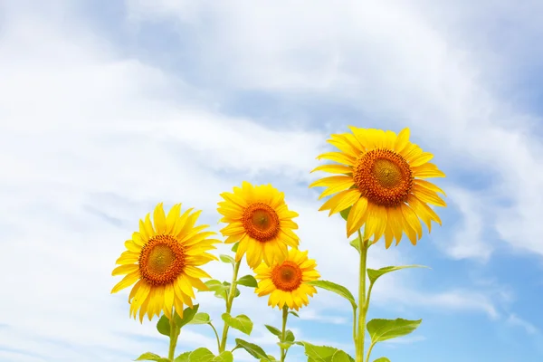 Nahaufnahme einer Sonnenblume vor blauem Himmel — Stockfoto