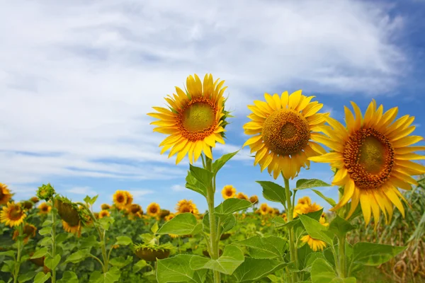 A mező tken, nyáron: szép napraforgók — Stock Fotó