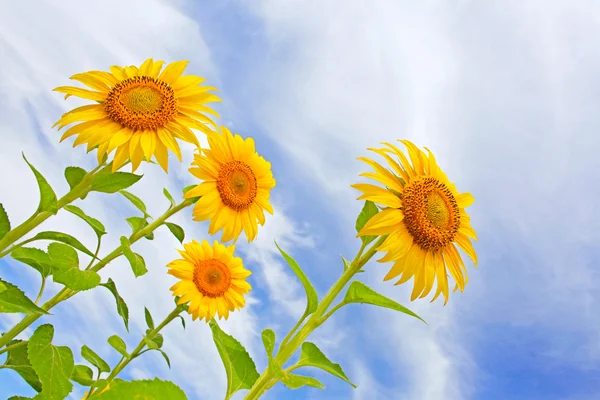 Beautiful sunflowers in the field with bright blue sky with clouds — Stock Photo, Image