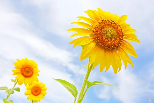 Primer plano de la flor del sol contra un cielo azul — Foto de Stock