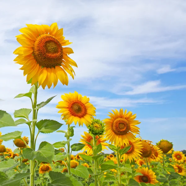 Piękne słoneczniki w polu z jasne błękitne niebo z chmurami — Zdjęcie stockowe