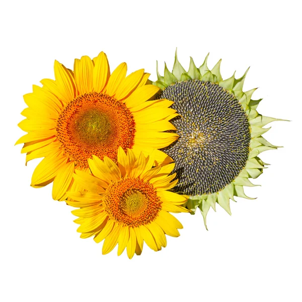 A close up of three yellow sunflowers with a white background. — Stock Photo, Image
