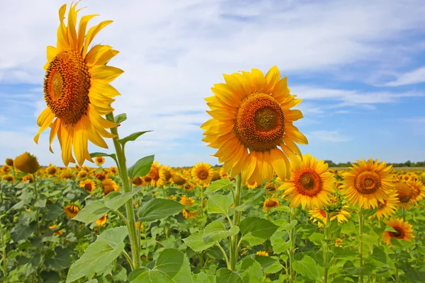 Krásné slunečnice v oblasti tken v létě — Stock fotografie