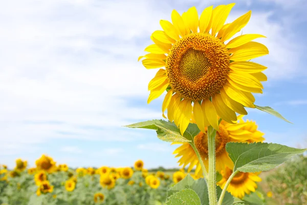 stock image Beautiful sunflowers at the field taken in summer