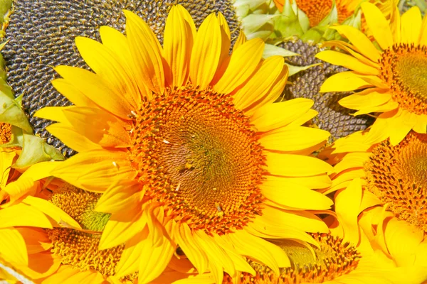 stock image Beautiful yellow sunflowers background