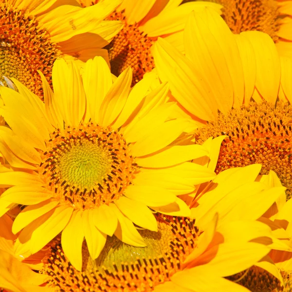 Sunflower infinity spiral abstract background. — Stock Photo © Kasza ...