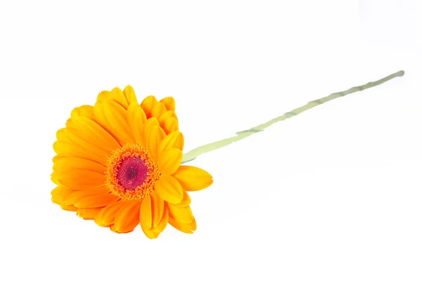 흰색 바탕에 오렌지 거 버 꽃 고립 된 — 스톡 사진