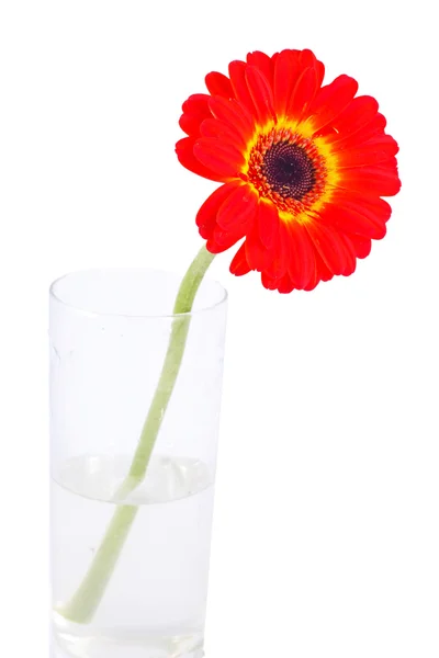 stock image Red Gerber Flower Isolated over the white background