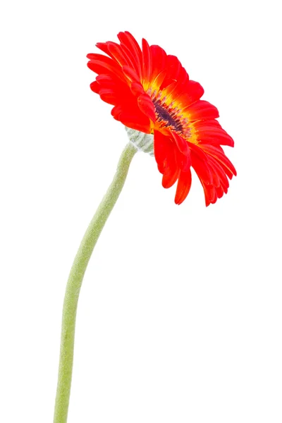 Λουλούδι κόκκινο gerber, απομονωμένο, πάνω από το λευκό φόντο — Φωτογραφία Αρχείου