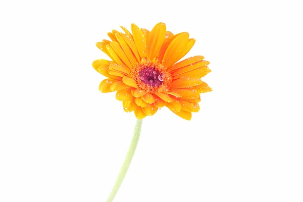 Помаранчевий Гербер квітка ізольовані на білому тлі — стокове фото