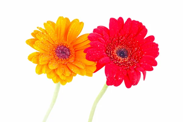 Orange, and red gerbera daisy covered with dew drops on isolated white background. — Stock Photo, Image