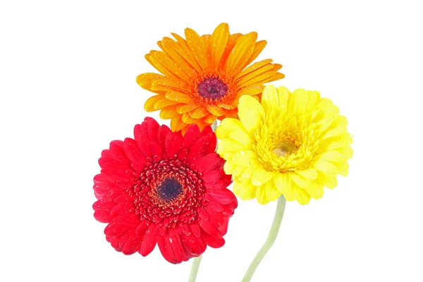 Orange, red and yellow gerbera daisy covered with dew drops on isolated white background. — Stock Photo, Image