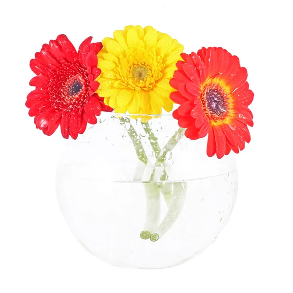 Orange, red and yellow gerbera in the glass — Stock Photo, Image