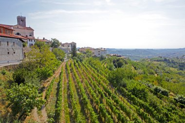 Houses among the vineyards in summer.Slovenske Konjice, Slovenia clipart