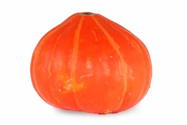 Single fresh pumpkin isolated on white background — Stock Photo, Image
