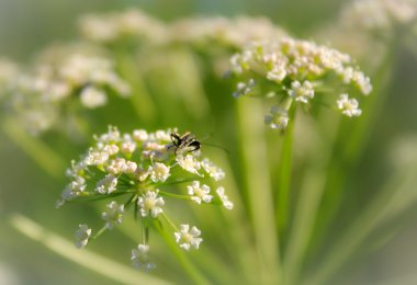 Yaz alan çiçek (Heracleum)