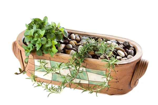 Herbs planted a lovely ceramic pot — Stock Photo, Image