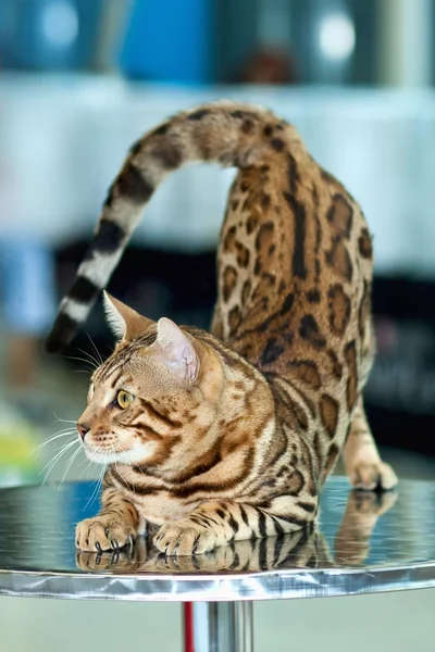 Beauty cat — Stock Photo, Image