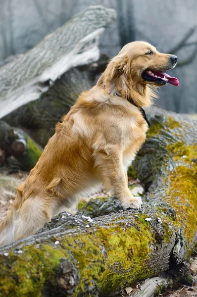 Buiten hond portret — Stockfoto