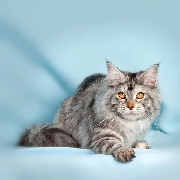 Pet cat — Stock Photo, Image