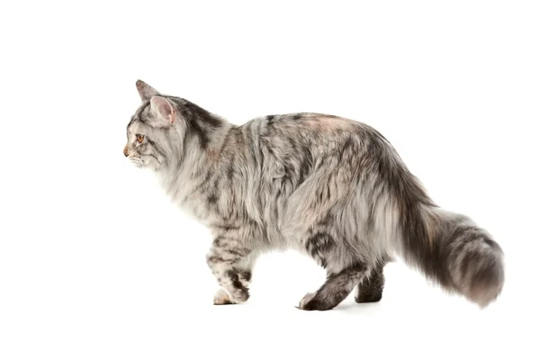 Домашняя кошка — стоковое фото