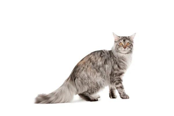Pisica de companie — Fotografie, imagine de stoc