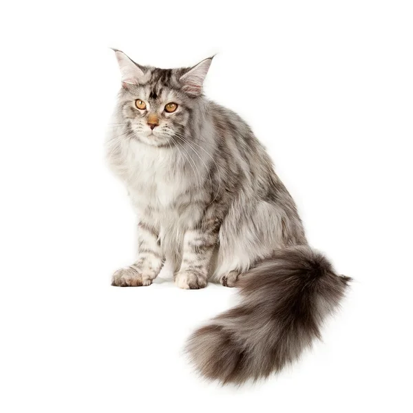 Gato mascota —  Fotos de Stock