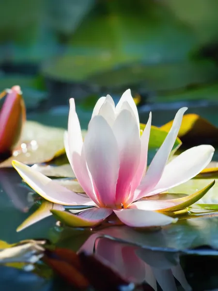 Water lily on water — Stock Photo, Image