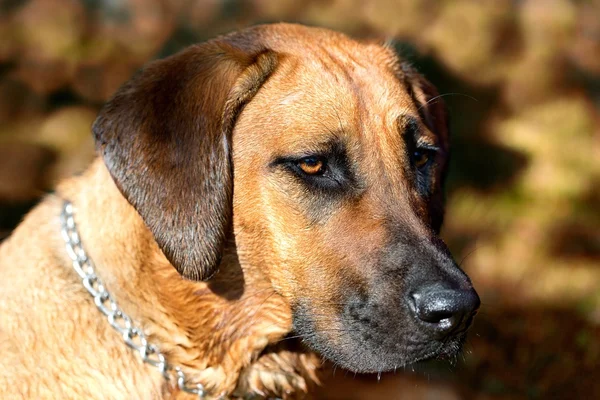 Rhodesian ridgeback σκυλί — Φωτογραφία Αρχείου