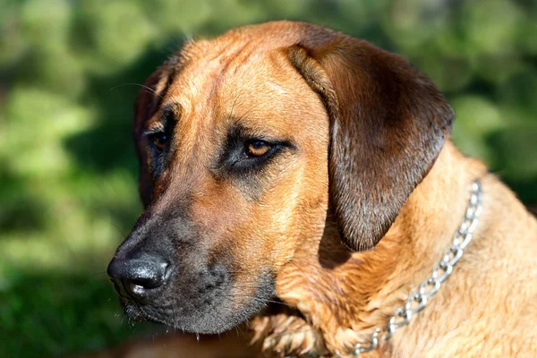 Родезийская горная собака — стоковое фото