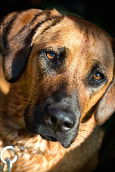 Rhodesian ridgeback dog — Stock Photo, Image