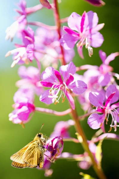 Комахи сидять на квітці — стокове фото