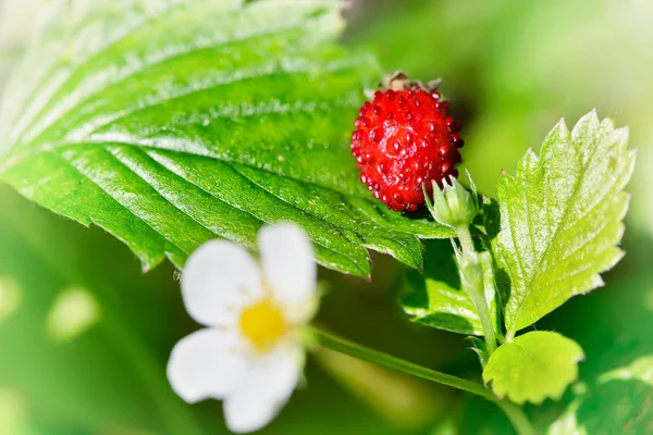 stock image Wild strawberry