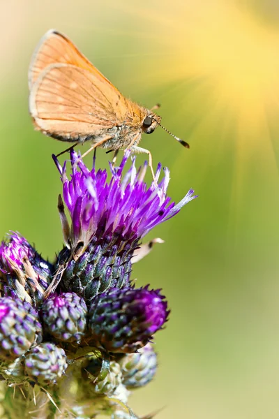 Insect zittend op een bloem — Stockfoto