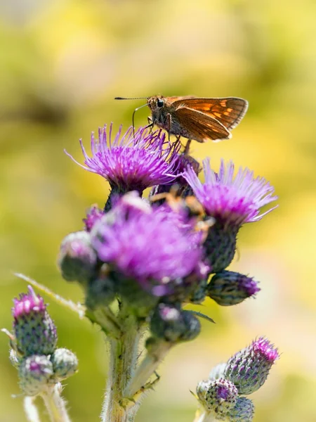 Insect zittend op een bloem — Stockfoto