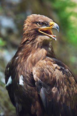 The Steppe Eagle (Aquila nipalensis) - portrait. clipart