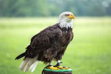 Portrait of a bald eagle (lat. haliaeetus leucocephalus) clipart