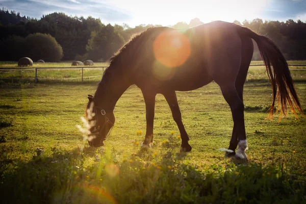 Portret van een paard grazen — Stockfoto