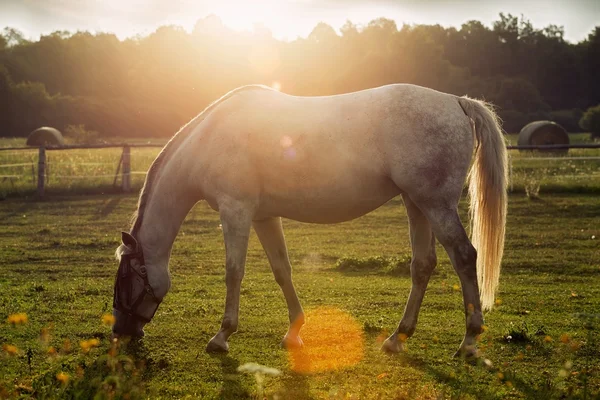 Portrait of a horse grazing — Stock Photo, Image