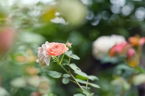 Blomma ros med bokeh sommar bakgrund — Stockfoto