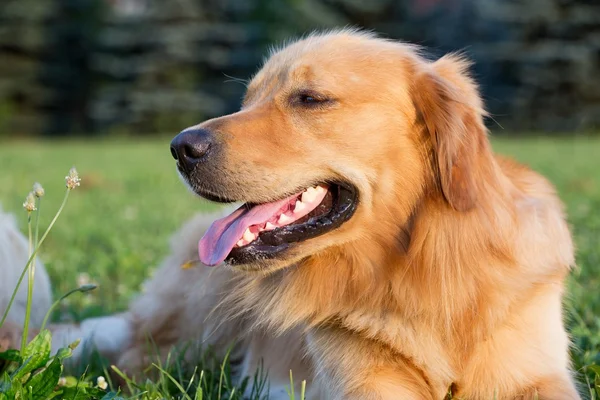 Portret jonge schoonheid hond — Stockfoto