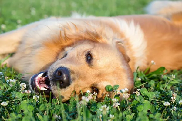 Portrait young beauty dog — Stock Photo, Image