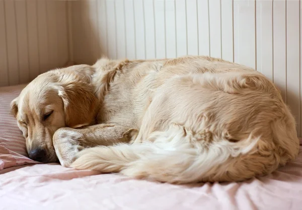 Hond die op het bed slaapt — Stockfoto
