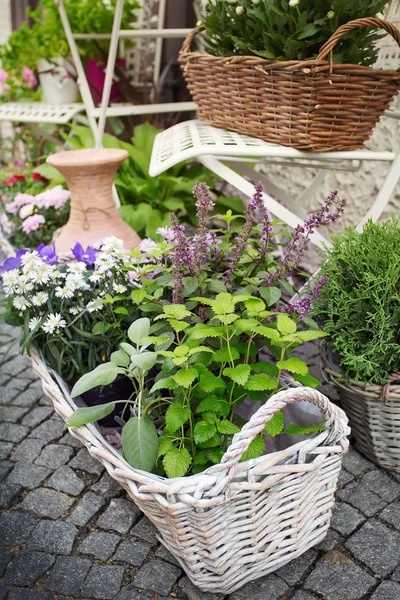 Herb leaf and flowers selection in a rustic wooden basket — Stock Photo, Image
