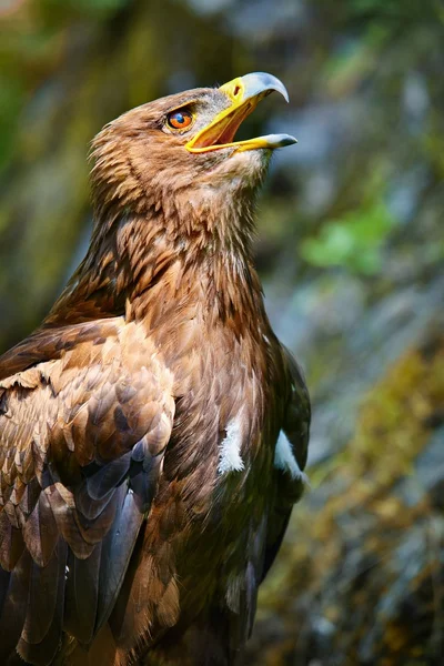 El águila estepa (Aquila nipalensis) - retrato . — Foto de Stock