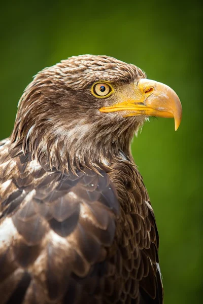 The Steppe Eagle (Aquila nipalensis) - portrait. — Stock Photo, Image