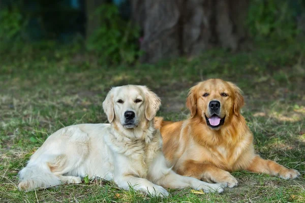 Porträtt av två unga skönheten hundar — Stockfoto