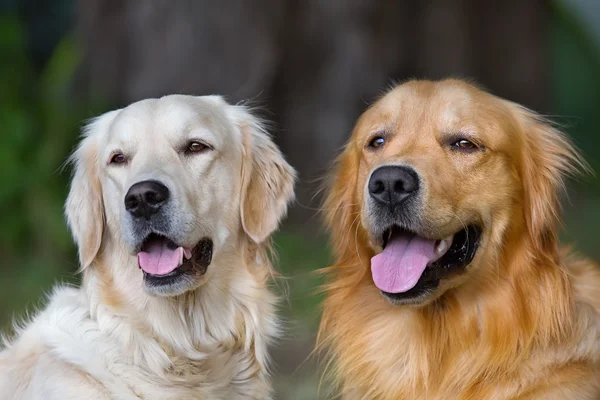 Két fiatal szépség kutyák portréja — Stock Fotó