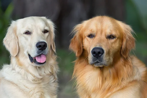 两个年轻美丽狗的肖像 — 图库照片